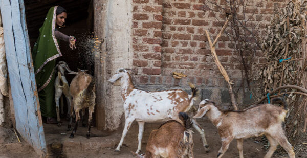 Goat Shatters Mother’s Cycle of Poverty - GFA UK